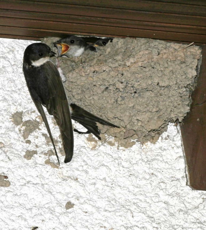 Mehlschwalbennest